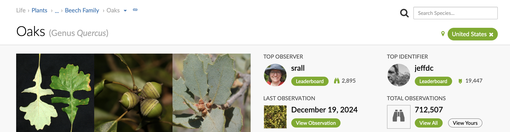 oaks taxa page on iNaturlaist