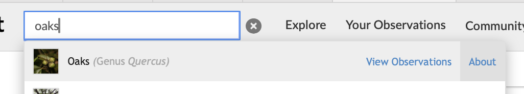 search autocomplete when searching for oaks on iNaturalist